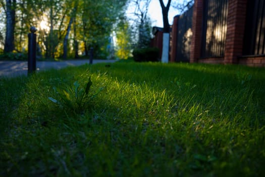 A young spring lawn. High quality photo