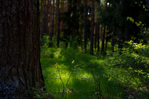 A beautiful spring forest in the sunset. The sun's rays are breaking through the trees. High quality photo