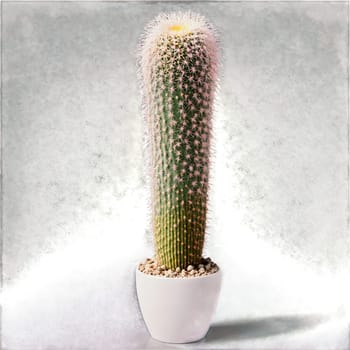 Ladyfinger Cactus tall columnar cactus with multiple stems and white spines in a modern white. Plants isolated on transparent background.