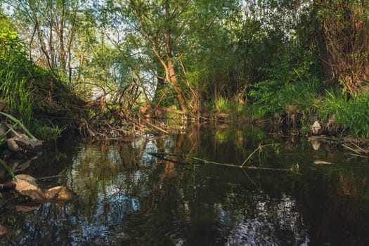 A small river in the forest. High quality photo