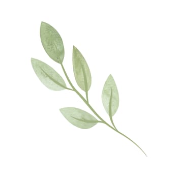 Gently green spring twig with leaves. Clipart. Isolated watercolor illustration on a white background for menu design, herbal tea packaging and cosmetics