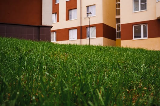 A young spring lawn. High quality photo