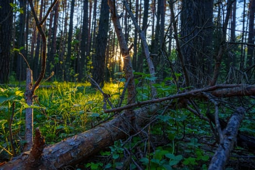 A beautiful spring forest in the sunset. The sun's rays are breaking through the trees. High quality photo