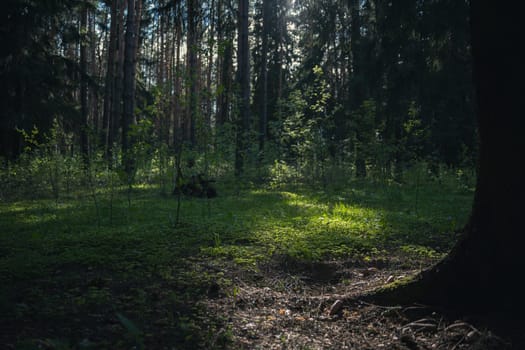 A beautiful spring forest in the sunset. The sun's rays are breaking through the trees. High quality photo