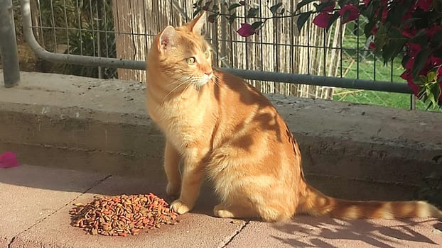 red cat sitting, eating food on the street in summer, pets, animals nature. High quality photo