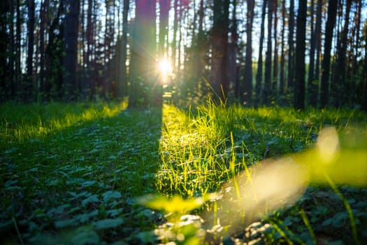 A beautiful spring forest in the sunset. The sun's rays are breaking through the trees. High quality photo