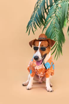 Cool smiling cute Dog Jack Russell Terrier in a Hawaiian shirt, hat and sunglasses on the beach under a palm tree. Summer holiday and travel concept, background, pet care
