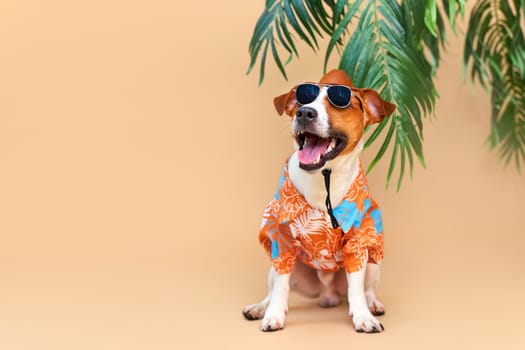 Cool smiling cute Dog Jack Russell Terrier in a Hawaiian shirt, hat and sunglasses on the beach under a palm tree. Summer holiday and travel concept, background, pet care