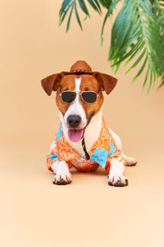 Cool smiling cute Dog Jack Russell Terrier in a Hawaiian shirt, hat and sunglasses on the beach under a palm tree. Summer holiday and travel concept, background, pet care