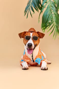 Cool smiling cute Dog Jack Russell Terrier in a Hawaiian shirt, hat and sunglasses on the beach under a palm tree. Summer holiday and travel concept, background, pet care