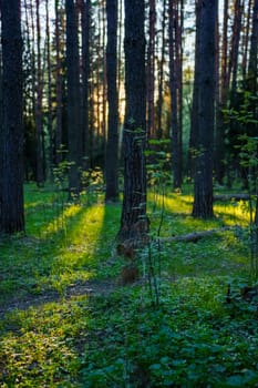 A beautiful spring forest in the sunset. The sun's rays are breaking through the trees. High quality photo