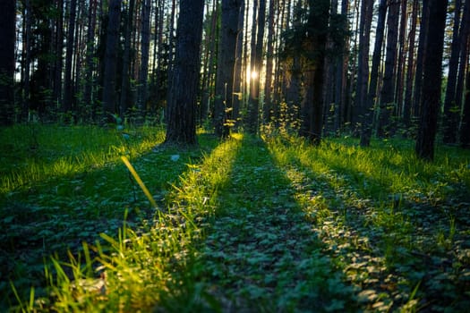 A beautiful spring forest in the sunset. The sun's rays are breaking through the trees. High quality photo