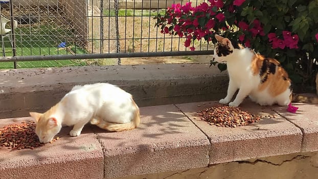 two cats eat food outside in summer, pets, animals nature. High quality photo