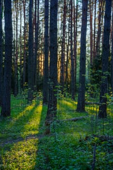 A beautiful spring forest in the sunset. The sun's rays are breaking through the trees. High quality photo