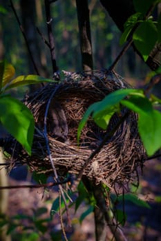 A bird's nest on a branch. High quality photo