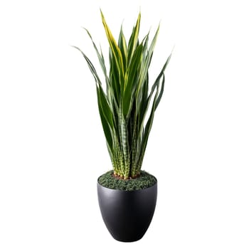 Snake Plant Zeylanica tall dark green and striped leaves shooting upward from a hovering black. Plants isolated on transparent background.