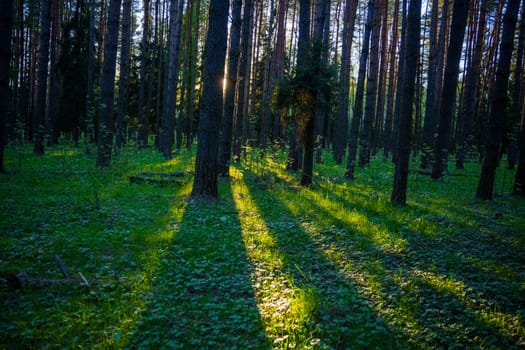 A beautiful spring forest in the sunset. The sun's rays are breaking through the trees. High quality photo