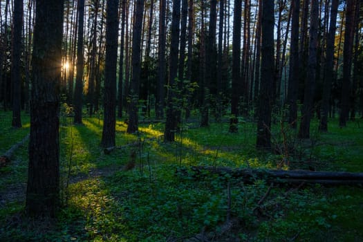 A beautiful spring forest in the sunset. The sun's rays are breaking through the trees. High quality photo