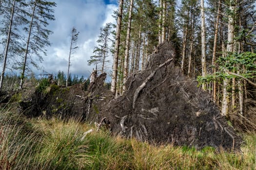 Uprooted trees after storm at the west coast of Ireland.