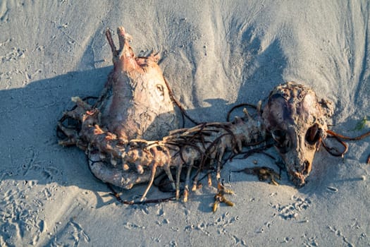 The skeleton of a dead sheep lying on the beach.