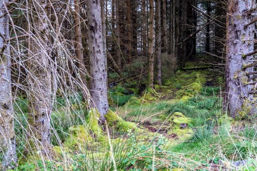 The forest at Letterilly by Glenties, County Donegal, Ireland.