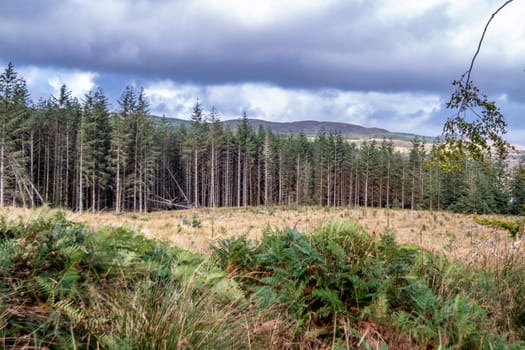 The forest at Letterilly by Glenties, County Donegal, Ireland.