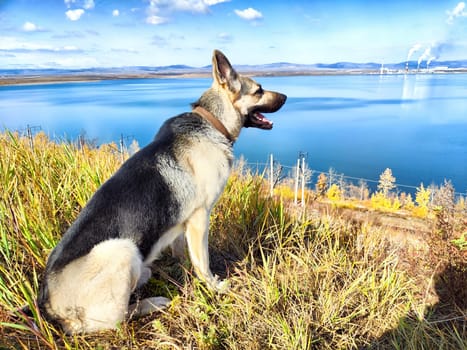 Dog German Shepherd near water of lake, river or sea. Russian eastern European dog veo in a nice day