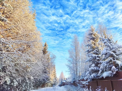 Winter Wonderland at Dusk With Snow-Covered Trees forest and blue sky with white clouds. Cold winter forest