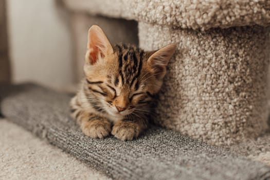 Young cute bengal kitten sleeping on a soft cat's shelf of a cat's house indoors.