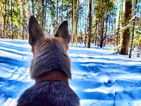 Dog German Shepherd in winter day, white snow and tree around. Waiting eastern European dog veo in park or forest