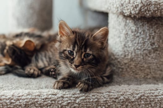 Young cute bengal kitten laying on a soft cat's shelf of a cat's house indoors.