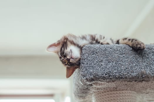 Young cute bengal kitten laying on a soft cat's shelf of a cat's house indoors. Top view.