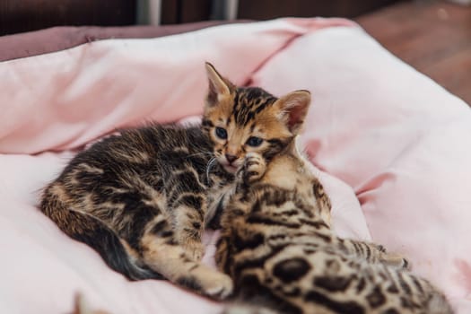 Close-up faces of cute bengal one month old kittens laying on the cat's pillow