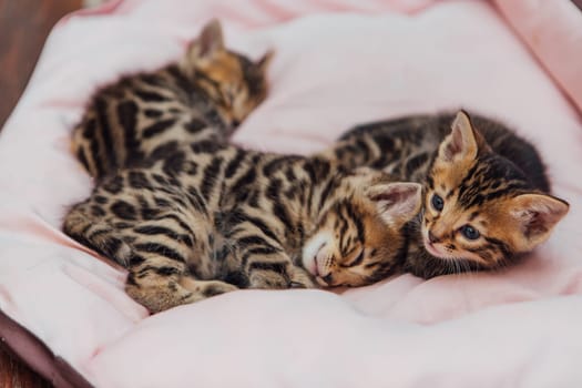 Close-up faces of cute bengal one month old kittens laying on the cat's pillow