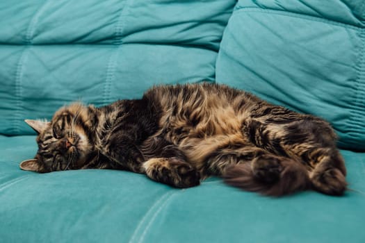 Long-haired charcoal bengal kitty cat laying on the sofa indoors