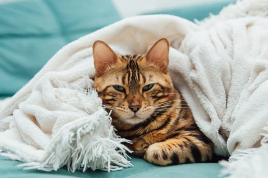 Bengal kitty cat laying under the white fury blanket indoors