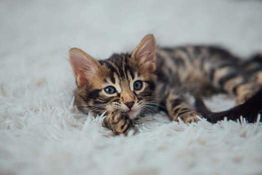 Cute bengal one month old kitten on the white fury blanket close-up.