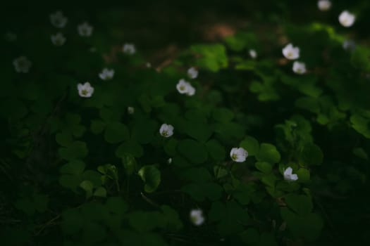 A gloomy contrasting photo of a clover in a spring forest. High quality photo