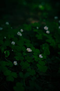 A gloomy contrasting photo of a clover in a spring forest. High quality photo