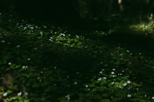 A gloomy contrasting photo of a clover in a spring forest. High quality photo