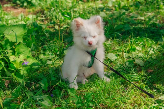 White shaggy Pomeranian puppy sitting on the green grass. Warm summer day.