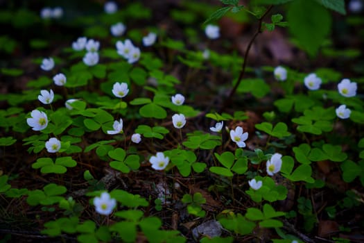 A gloomy contrasting photo of a clover in a spring forest. High quality photo