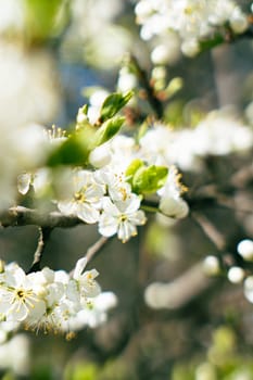 Beautiful background with cherry blossoms. High quality photo