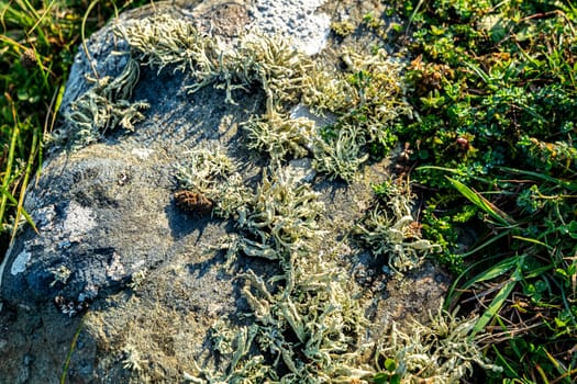 Cladonia polydactyla lichen growing on a stone at the west coast of County DOnegal, Ireland.