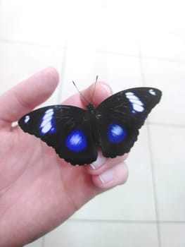 Rare Tropical Butterfly Sits on a Woman Hand. Black and Blue Beautiful Fragile Butterfly on Woman Fingers Create Harmony of Nature. Beauty Magic Close-up.