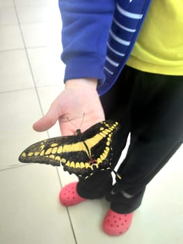 Rare Tropical Butterfly Sits on a Childs Hand. Black and Yellow Beautiful Fragile Butterfly on Boys Fingers Create Harmony of Nature. Beauty Magic Close-up.