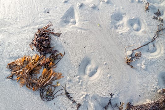 A photo from above cattle hoof prints in the dry white sand