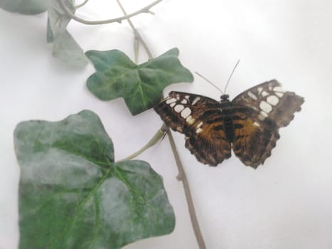 Rare Tropical Butterfly Sits on a White Wall. Black and Red Beautiful Fragile Butterfly with Green Leaves Create Harmony of Nature. Beauty Magic Close-up.