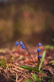 Blue flowers. High quality photo