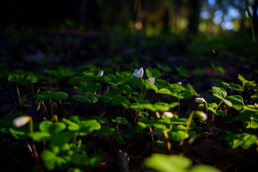 A gloomy contrasting photo of a clover in a spring forest. High quality photo